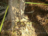 LRGA021 Coatzacoalcos, Veracruz.jpg