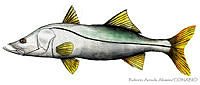 RAA0025 Centropomus undecimalis.jpg