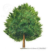 RAA0104 Pinus cembroides.jpg