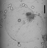 DJ017-86 Noctiluca scintillans.jpg