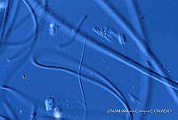 KT018 0225 Pseudanabaena catenata 1.jpg