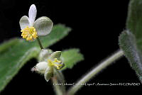 Atleq 0076 Begonia wallichiana.jpg