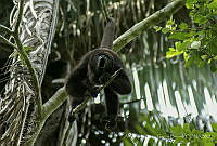 ADJGB01 Alouatta pigra.jpg