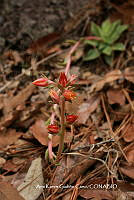 AKGC009 Echeveria mucronata.JPG
