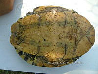 NE017 434 Trachemys venusta.jpg