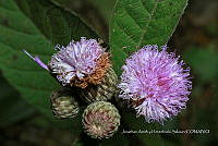 Huitz 1453 Leiboldia serrata.jpg
