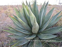 AJGM0331 Agave peacockii.JPG