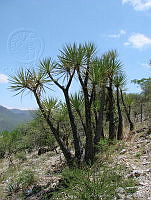 CGL0327 Beaucarnea gracilis.jpg