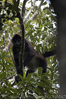 MASM00376 Ateles geoffroyi.jpg