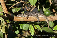 CNS1324 Ctenosaura oaxacana.jpg