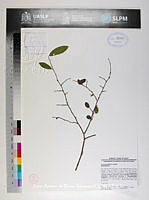 JAdNV0442 Annona globiflora.JPG