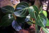 DK2187 Leonotis leonurus.jpg