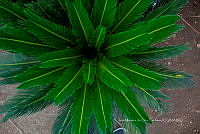 IMDOC 5727 Cycas revoluta..jpg