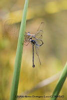 PJ016 0607 Archilestes grandis.JPG