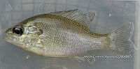 HE009 P 0043 Mojarra oreja azul.JPG