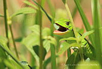 ECH001 Ctenosaura similis.jpg