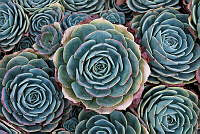 SLP01 Echeveria elegans.jpg