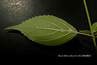 Yolox 3286 Salvia decora Epling.jpg