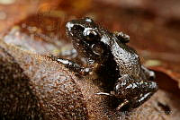 JEPS021 Craugastor pygmaeus.jpg