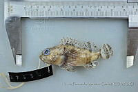 LFMG032 Scorpaena mystes.jpg