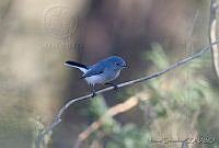 MGaves 2441 Polioptila caerulea.jpg