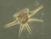 JSP085 Ceratocorys horrida.JPG