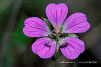 IMDOC 4838 Geranium potentillifolium.jpg