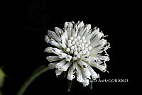 ME010 JA 00244 Melanthera nivea (L.) Small, 1903.JPG