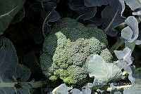 SG002 0057 Brassica oleracea.jpg
