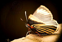 SM0540 Chlosyne ehrenbergii.jpg