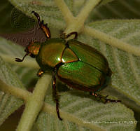 VHHT014 Calomacraspis concinna.jpg
