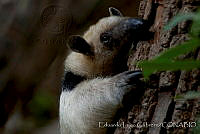 ELC0112 Tamandua mexicana.jpg
