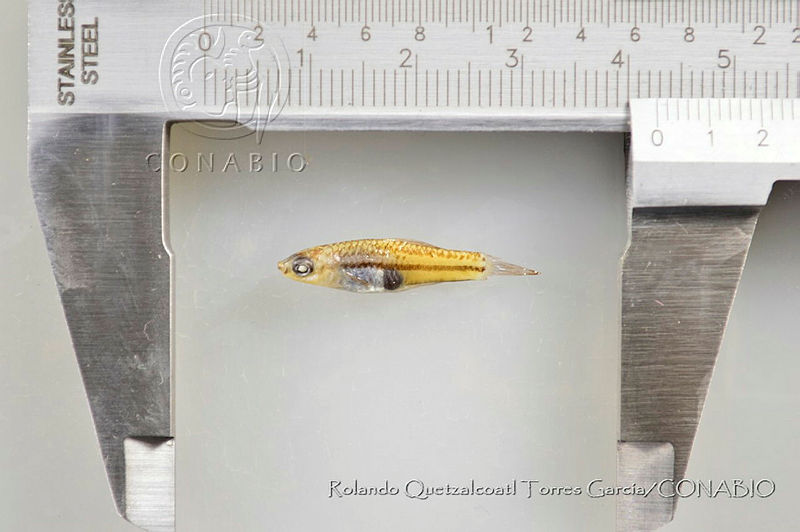 RQTG1157%20Xiphophorus%20pygmaeus.jpg.rSfe3Kb1MclNcztjQA3g0JtbmFja29CbnFuZ3NAbXJ6LGtwZwA.OeOaS5y SJ