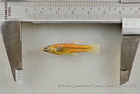 RQTG1239 Poeciliopsis infans.jpg