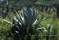 RG025 0432 Agave angustifolia.jpg