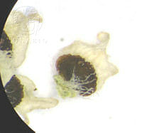 SL1516 Euphorbia sphaerorhiza.jpg
