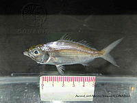 ALMV 017 Eucinostomus melanopterus.JPG