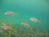 CGG0233 Carangoides bartholomaei.JPG