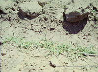 FGM1178 Pennisetum ciliare.JPG