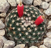 3R 00914 Mammillaria luethyi.tif