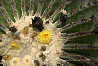 CAR 0059 Echinocactus platyacanthus.jpg
