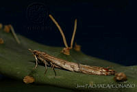 OIEA0004 Cactoblastis cactorum.jpg