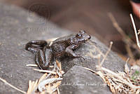 ZAPF0337 Anura.jpg