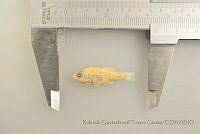 RQTG0094 Lepomis macrochirus.jpg