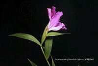 Huitz 1938 Arthrostemma ciliatum.jpg