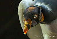 ARS00403 Sarcoramphus papa.jpg