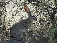 CEA0021 (Lepus californicus).tif