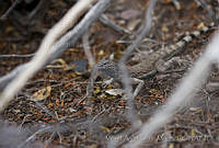 MASM00730 Callisaurus sp..jpg