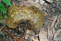 DK0578 Fungi.jpg