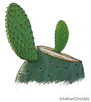 RR0003 Opuntia sp..jpg